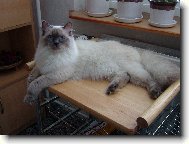 Neva cat, Neva Masquarade