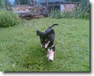 Str� domu