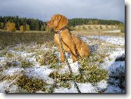 R�vidsz�r� Magyar Vizsla, Hungarian Short-haired Pointing Dog