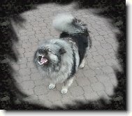 German spitz-wolfsspitz, keeshound \(Dog standard\)