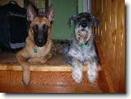 Belgian shepherd malinois \(Dog standard\)