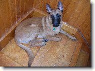 Belgian shepherd malinois \(Dog standard\)