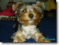 Jork��rsk� terier, Yorkshire Terrier,