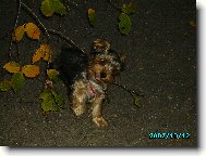 Jork��rsk� terier, Yorkshire Terrier,