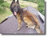 Belgian shepherd dog \(Dog standard\)