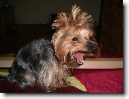 Jork��rsk� terier, Yorkshire Terrier,
