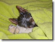 Jork��rsk� terier, Yorkshire Terrier,