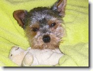 Jork��rsk� terier, Yorkshire Terrier,