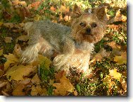 Jork��rsk� terier, Yorkshire Terrier,