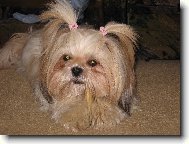 �icu, Shih-Tzu