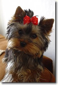 Jork��rsk� terier, Yorkshire Terrier,