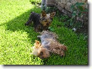 Jork��rsk� terier, Yorkshire Terrier,