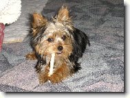 Jork��rsk� terier, Yorkshire Terrier,