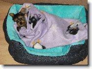 Jork��rsk� terier, Yorkshire Terrier,