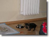 Jork��rsk� terier, Yorkshire Terrier,