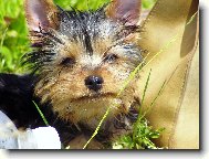 Jork��rsk� terier, Yorkshire Terrier,