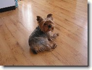 Jork��rsk� terier, Yorkshire Terrier,