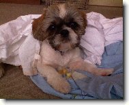 �icu, Shih-Tzu