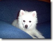 Deutscher spitz, German Spitz