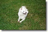 Deutscher spitz, German Spitz