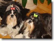 �icu, Shih-Tzu