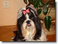 �icu, Shih-Tzu