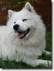 Samoyed \(Dog standard\)