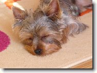 Jork��rsk� terier, Yorkshire Terrier,