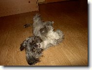 �icu, Shih-Tzu