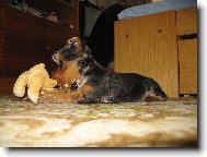Jork��rsk� terier, Yorkshire Terrier,