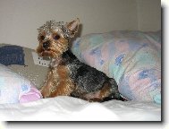 Jork��rsk� terier, Yorkshire Terrier,