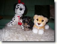 Jork��rsk� terier, Yorkshire Terrier,