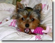 Jork��rsk� terier, Yorkshire Terrier,