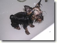 Jork��rsk� terier, Yorkshire Terrier,