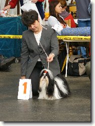 �icu, Shih-Tzu