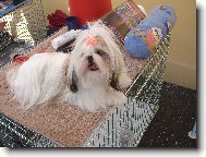 �icu, Shih-Tzu