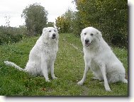 Cane da Pastore Maremmano-Abruzzese