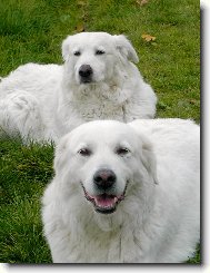 Cane da Pastore Maremmano-Abruzzese