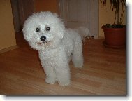 Bichon � poil fris�, Bichon Frise