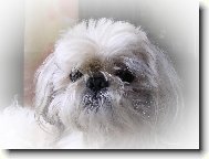 �icu, Shih-Tzu