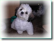 �icu, Shih-Tzu