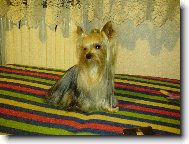 Jork��rsk� terier, Yorkshire Terrier,