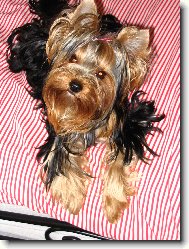 Jork��rsk� terier, Yorkshire Terrier,
