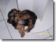 Jork��rsk� terier, Yorkshire Terrier,