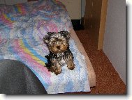Jork��rsk� terier, Yorkshire Terrier,