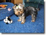 Jork��rsk� terier, Yorkshire Terrier,