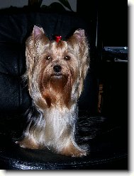 Jork��rsk� terier, Yorkshire Terrier,