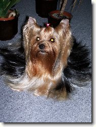 Jork��rsk� terier, Yorkshire Terrier,