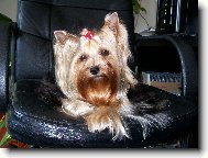 Jork��rsk� terier, Yorkshire Terrier,