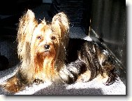 Jork��rsk� terier, Yorkshire Terrier,